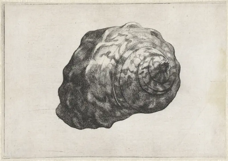 Südafrikanischer Turban (Turbo sarmaticus) von Wenceslaus Hollar