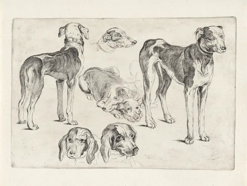 Studien von Hetzhunden von Wenceslaus Hollar