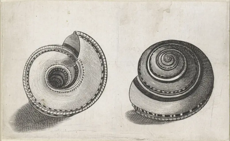 Sonnenuhrschnecke (Architectonica perspectiva) von Wenceslaus Hollar