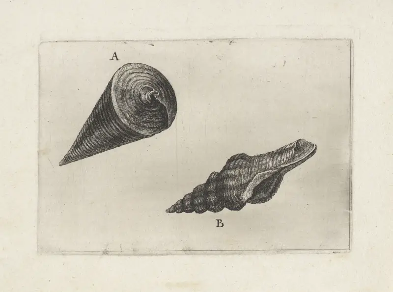 Teleskopschnecke (Telescopium telescopium) (A) und Nicobars Spindelschnecke (Fusinus nicobaricus) (B) von Wenceslaus Hollar
