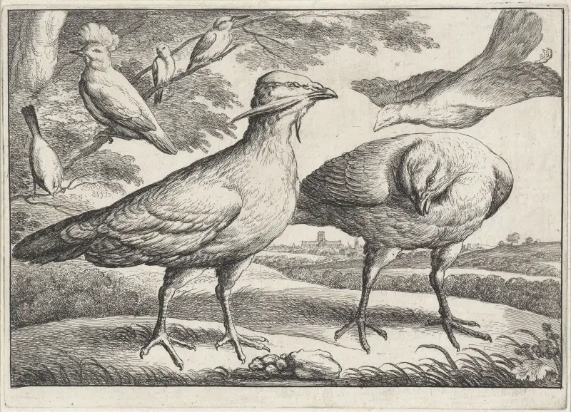 Drei Trappen, eine davon von rechts einfliegend von Wenceslaus Hollar