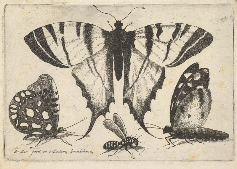 Tre fjärilar och en geting av Wenceslaus Hollar