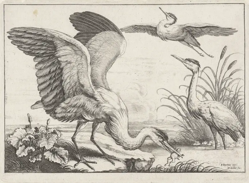 Drei Reiher; einer mit ausgebreiteten Flügeln greift einen Frosch aus dem Fluss, während ein anderer abhebt von Wenceslaus Hollar