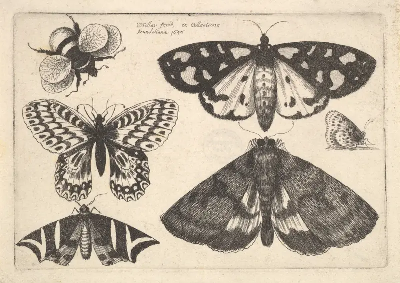 Drei Nachtfalter, zwei Tagfalter und eine Hummel von Wenceslaus Hollar