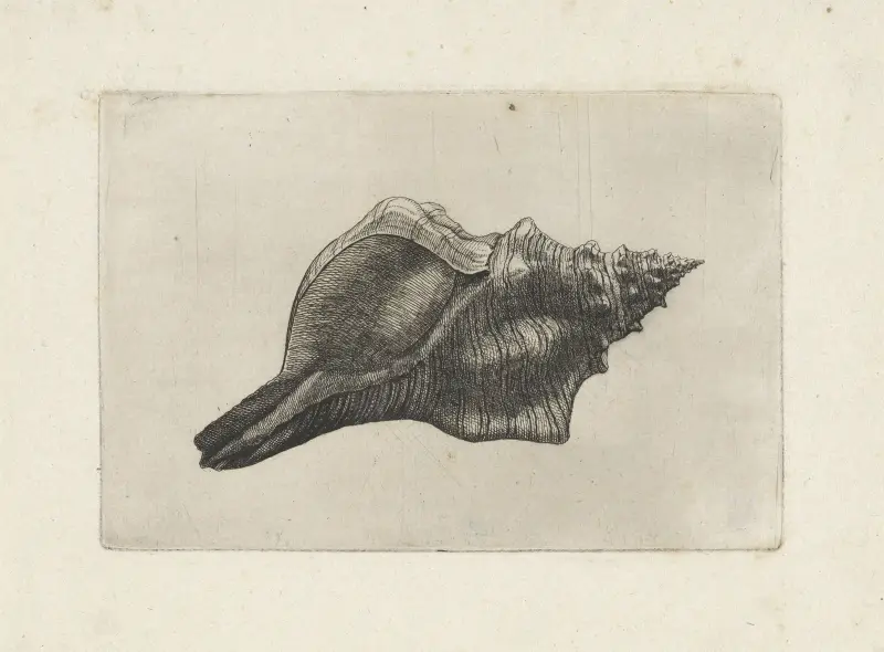 Trapezium-Pferdemuschel (Pleuroploca trapezium) von Wenceslaus Hollar