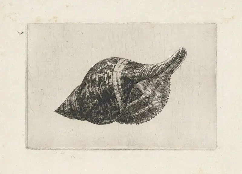 Echte Tulpe (Fasciolaria tulipa) von Wenceslaus Hollar