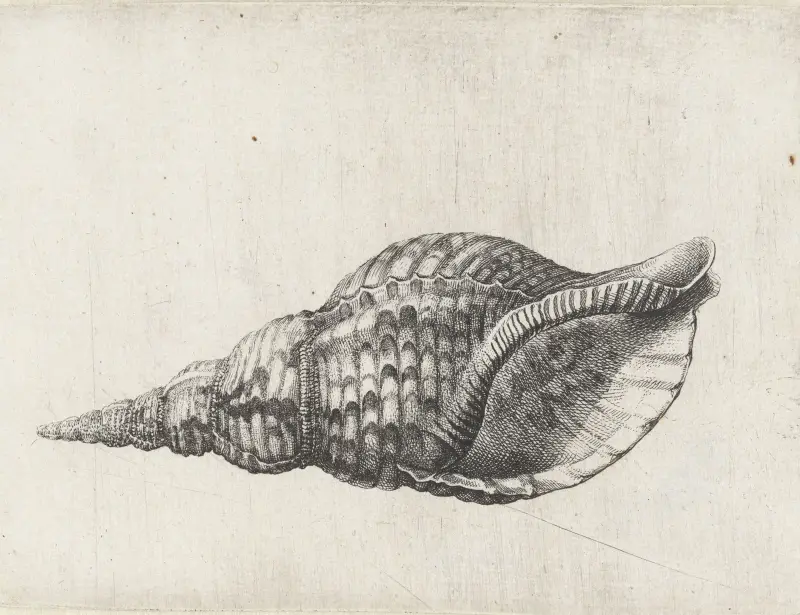 Trompetenschnecke (Charonia tritonis) von Wenceslaus Hollar