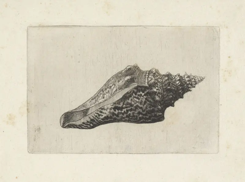 Tuba false fusus (Hemifusus tuba) von Wenceslaus Hollar