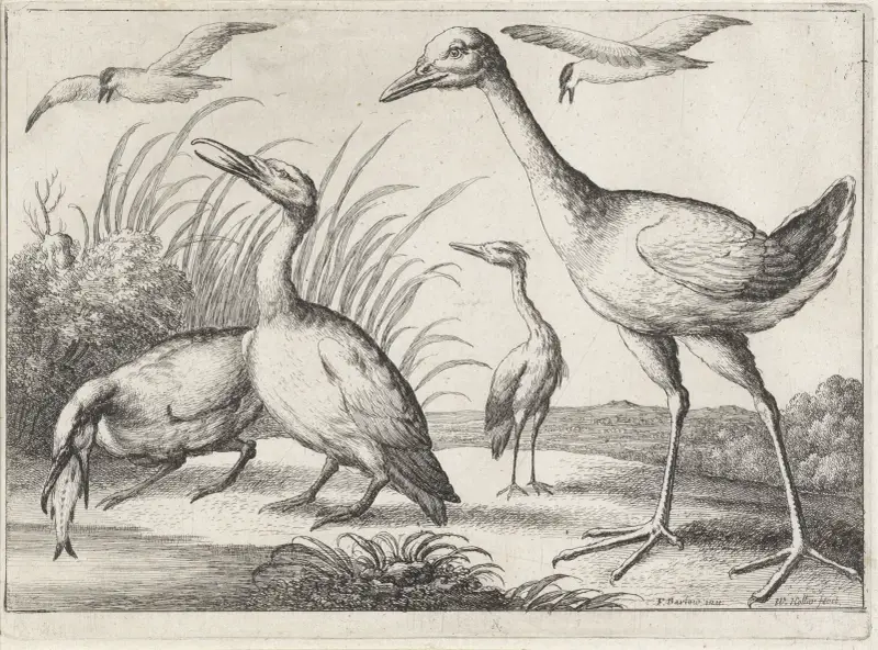 Två skarvar, en av dem med en fisk i näbben, en häger och en stor vadarfågel i ett flodlandskap av Wenceslaus Hollar
