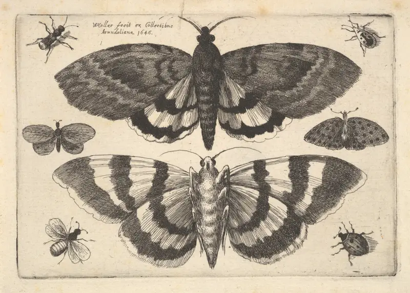 Zwei Nachtfalter und sechs Insekten von Wenceslaus Hollar