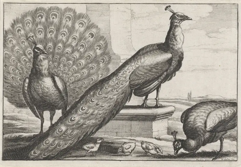Zwei Pfauen, eine Pfauhenne und drei Küken von Wenceslaus Hollar