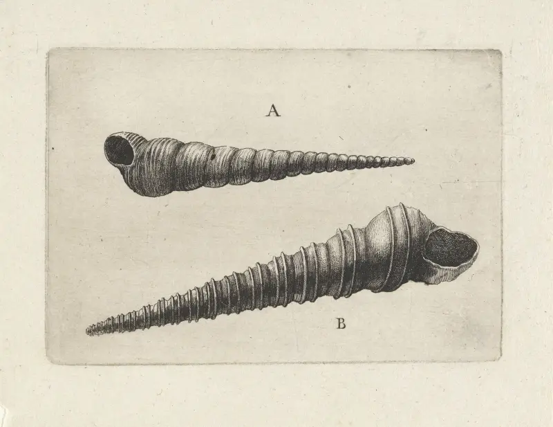 Zwei Schraubenschnecken (Turritella spp.) von Wenceslaus Hollar