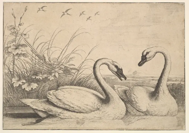 Zwei Schwäne von Wenceslaus Hollar