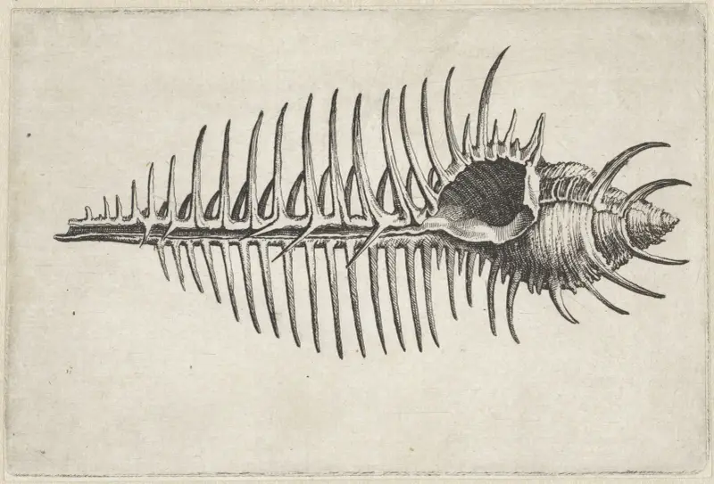 Venus-Kamm-Murex (Murex pecten) von Wenceslaus Hollar