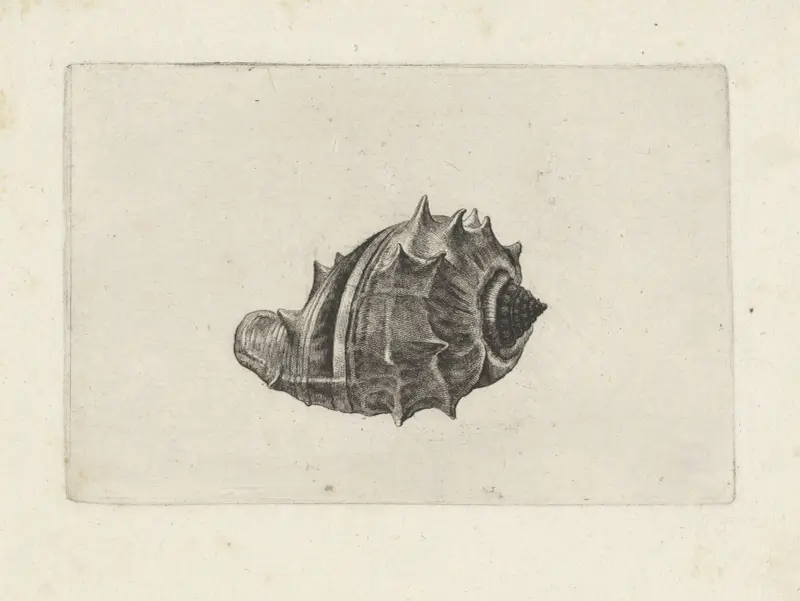 Westindische Kronenschnecke (Melongena melongena) von Wenceslaus Hollar