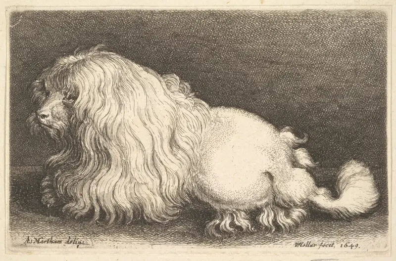Vit hund av Wenceslaus Hollar