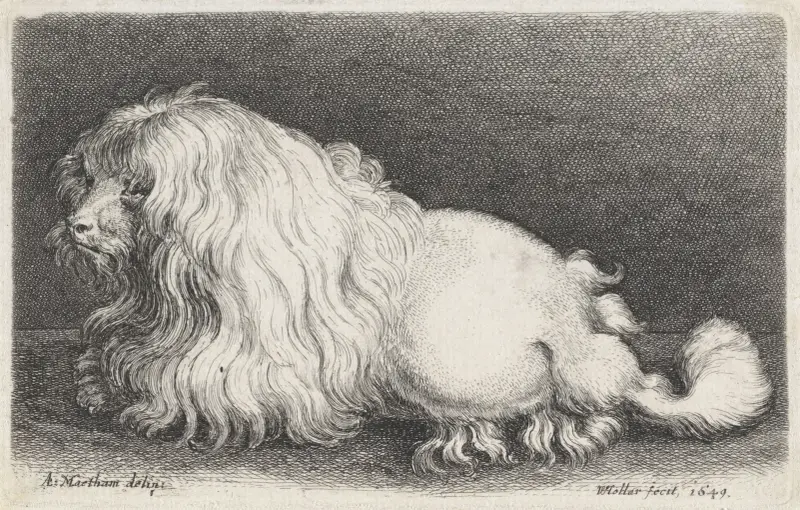 Weißer Hund, 1649 – Nr. 2 von Wenceslaus Hollar