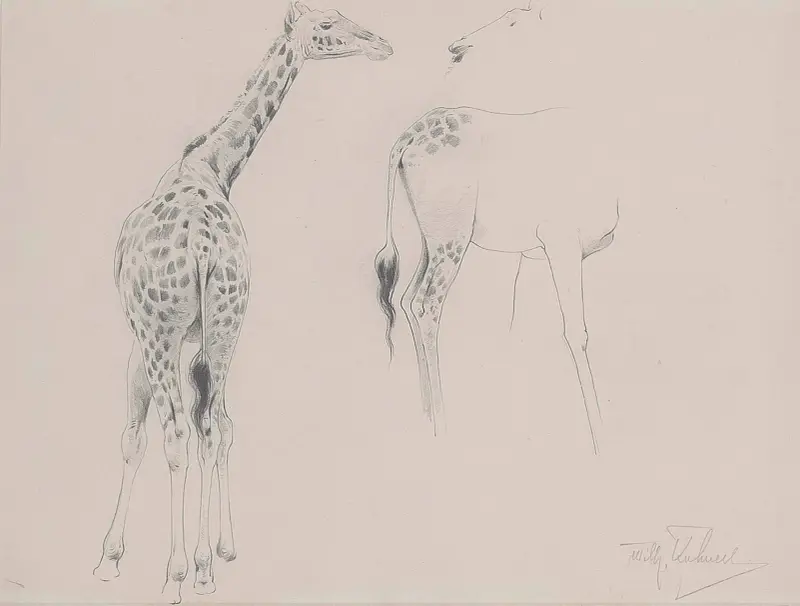 Studie av två giraffer av Wilhelm Kuhnert