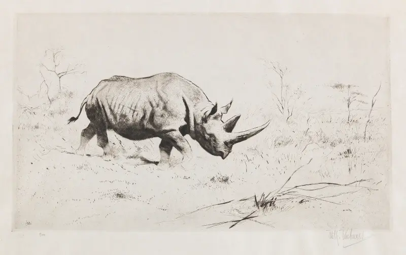 Afrikanisches Nashorn von Wilhelm Kuhnert
