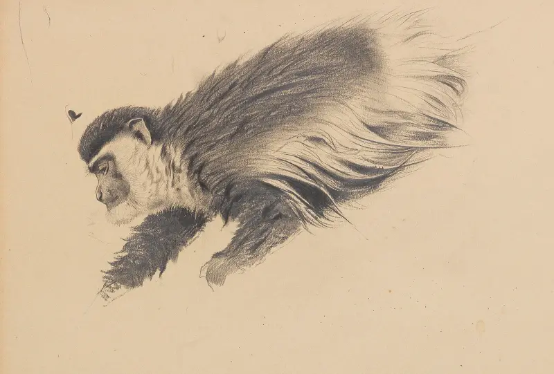 Afrikanischer Hundsaffe (Colobus guereza) av Wilhelm Kuhnert