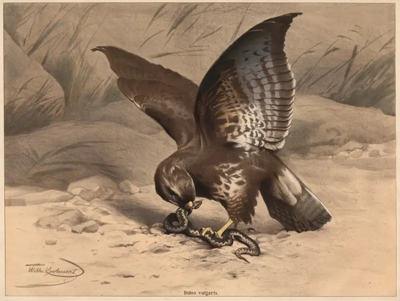 Bussard von Wilhelm Kuhnert