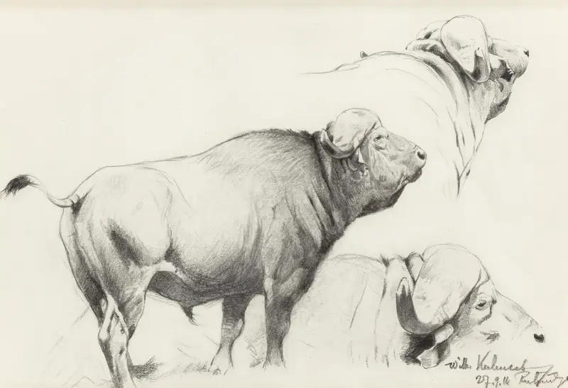 Kafferbuffel von Wilhelm Kuhnert