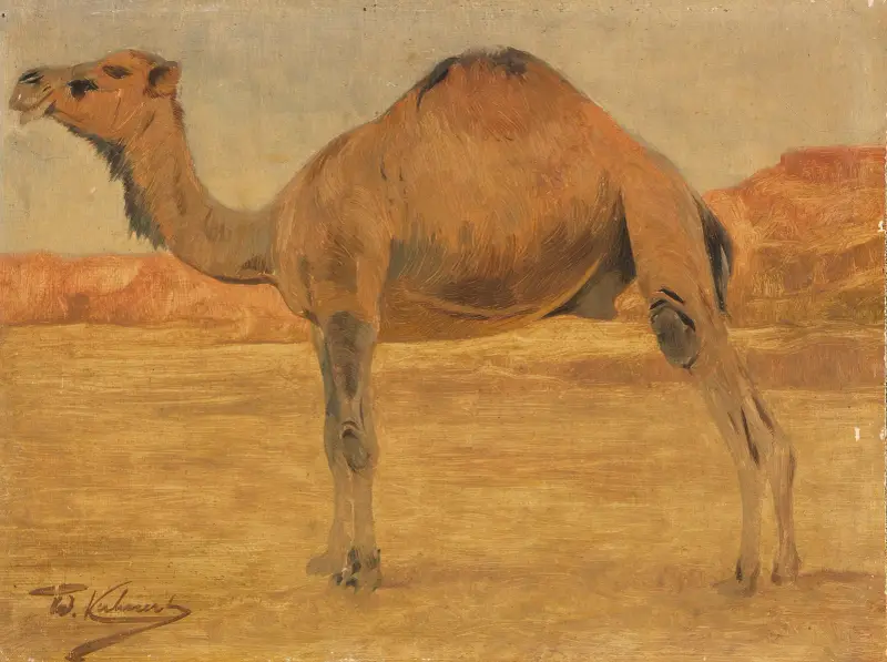 Dromedár, Wilhelm Kuhnert