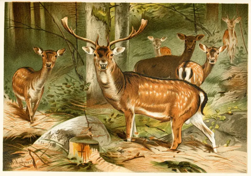 Damhirsch von Wilhelm Kuhnert