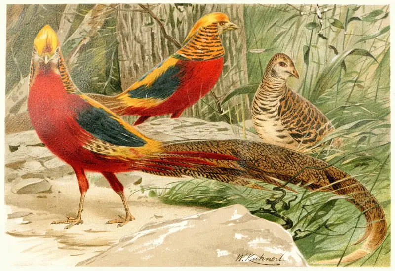 Goldfasane von Wilhelm Kuhnert