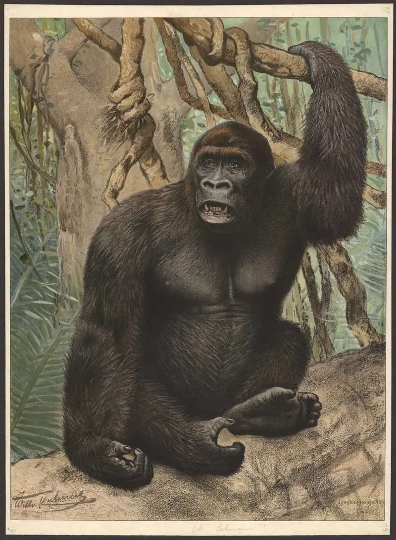 Goryl, Wilhelm Kuhnert
