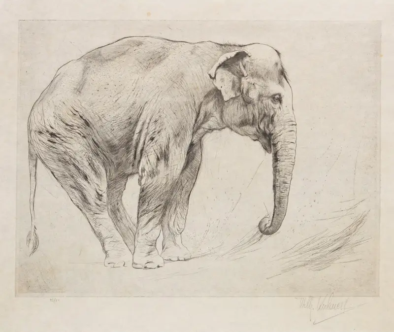 Indisk elefant av Wilhelm Kuhnert