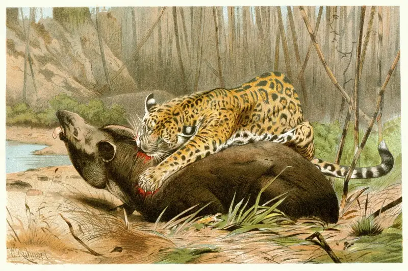 Jaguar tötet Tapir von Wilhelm Kuhnert