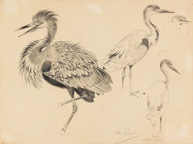Ostafrikanischer Riesenreiher av Wilhelm Kuhnert