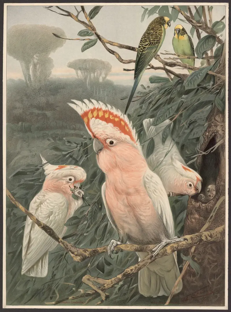 Pink cockatoo av Wilhelm Kuhnert