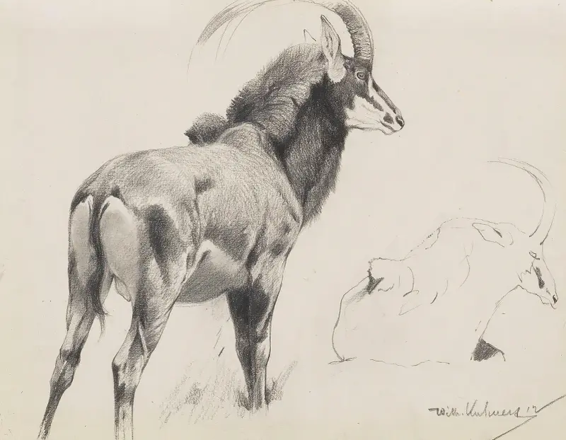 Rappenantilope av Wilhelm Kuhnert
