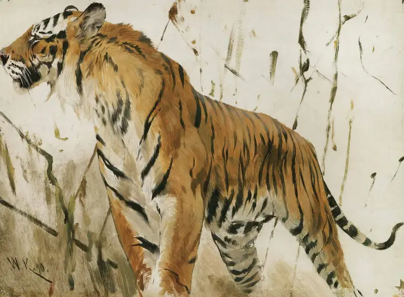 Studie av en tiger av Wilhelm Kuhnert