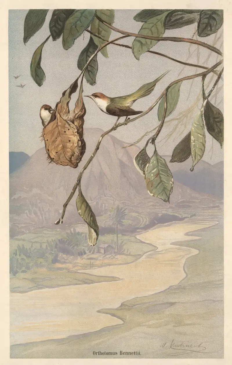 Schneidervogel von Wilhelm Kuhnert