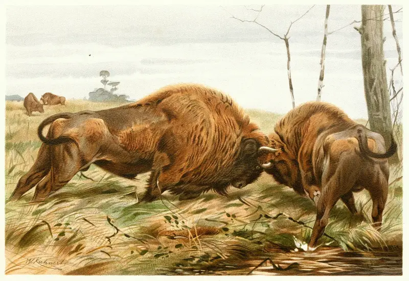 The European Bison av Wilhelm Kuhnert
