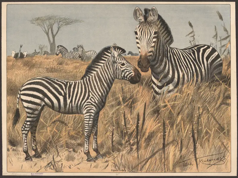 Zebra, Wilhelm Kuhnert