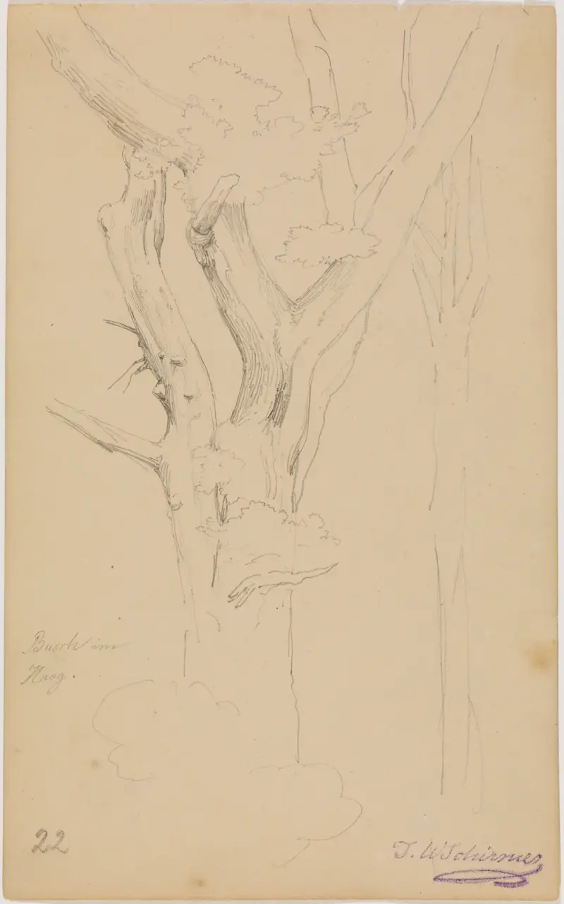 Trädstudie ('Buske i Haag'), blad 22 av Johann Wilhelm Schirmer