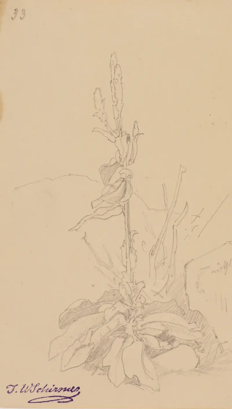 Växtstudie, fol. 33 av Johann Wilhelm Schirmer