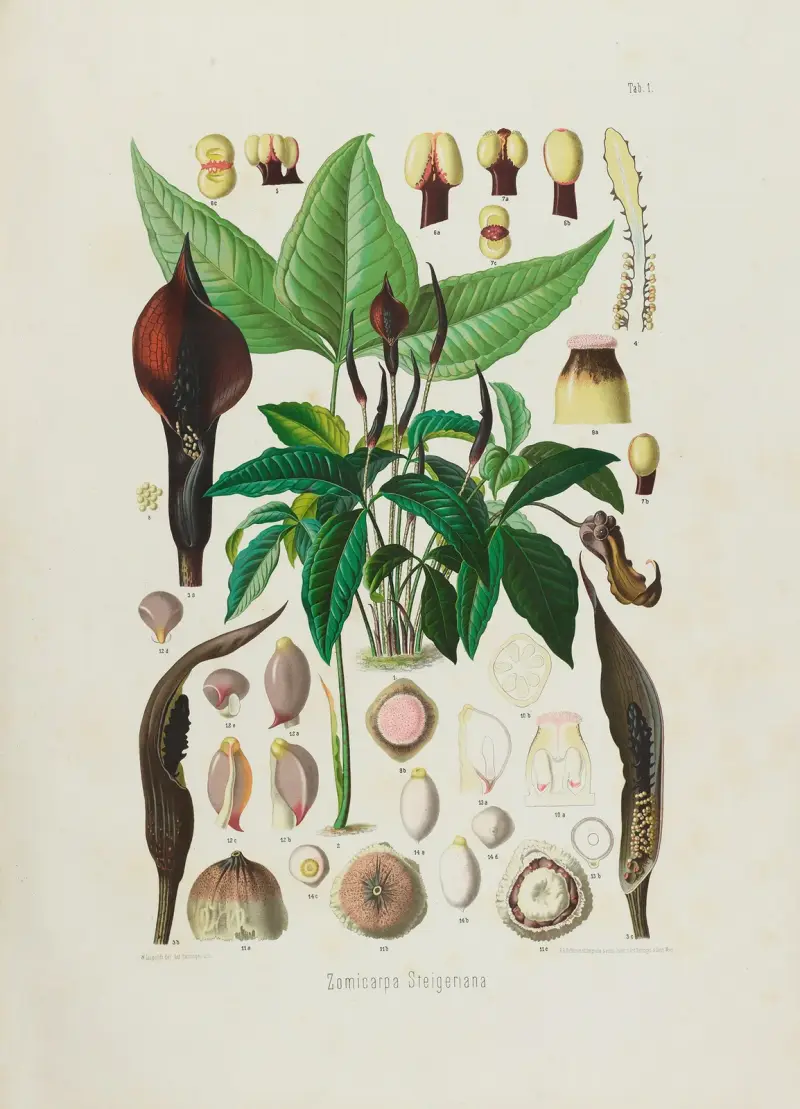 Aroideae Maximilianae Tafel 1 von Heinrich Wilhelm Schott
