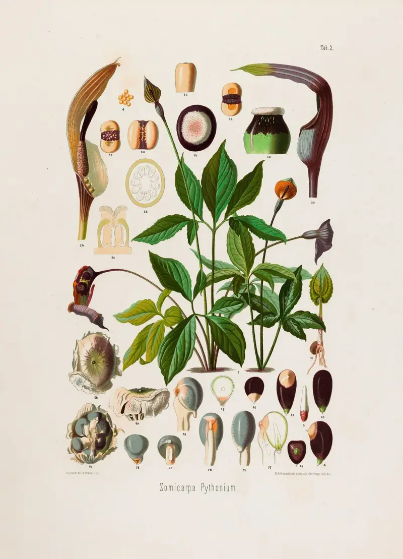 Aroideae Maximilianae Pl.02 av Heinrich Wilhelm Schott