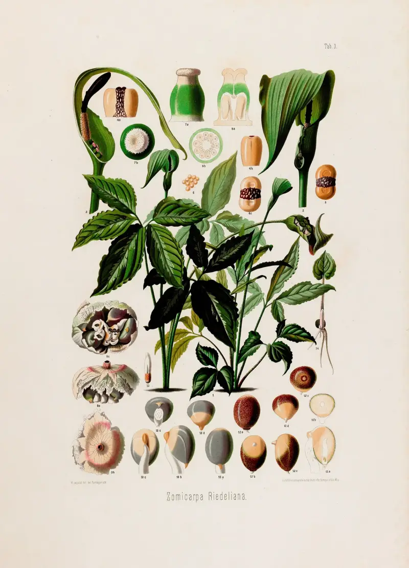Aroideae Maximilianae Pl.03 av Heinrich Wilhelm Schott