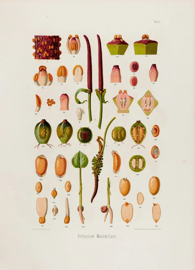 Aroideae Maximilianae Pl.05 av Heinrich Wilhelm Schott