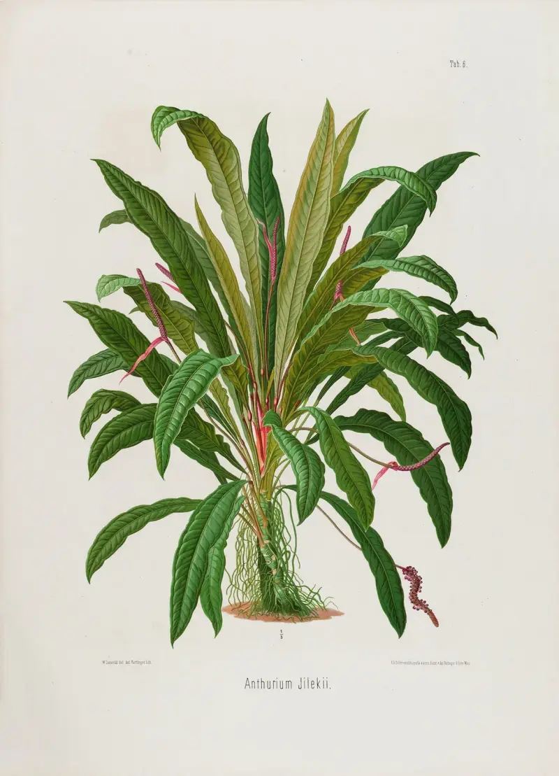 Aroideae Maximilianae Pl.06 av Heinrich Wilhelm Schott
