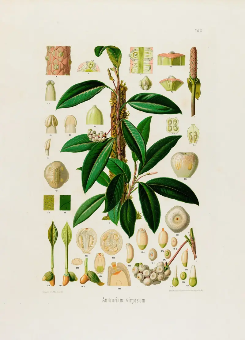 Aroideae Maximilianae Pl.08 av Heinrich Wilhelm Schott