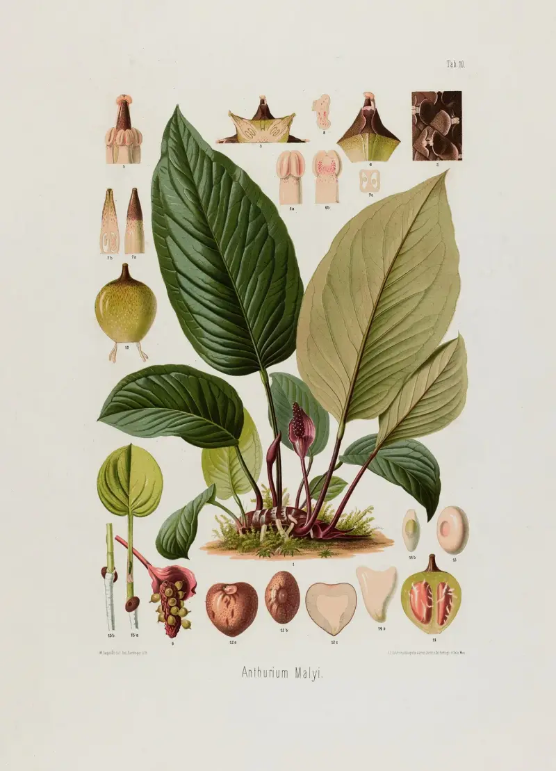 Aroideae Maximilianae Taf. 10 von Heinrich Wilhelm Schott