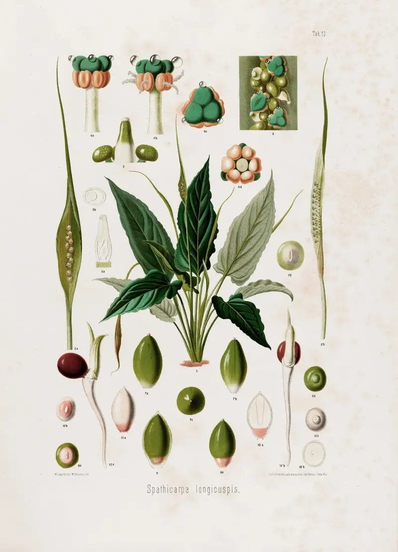 Aroideae Maximilianae Pl. 12 von Heinrich Wilhelm Schott