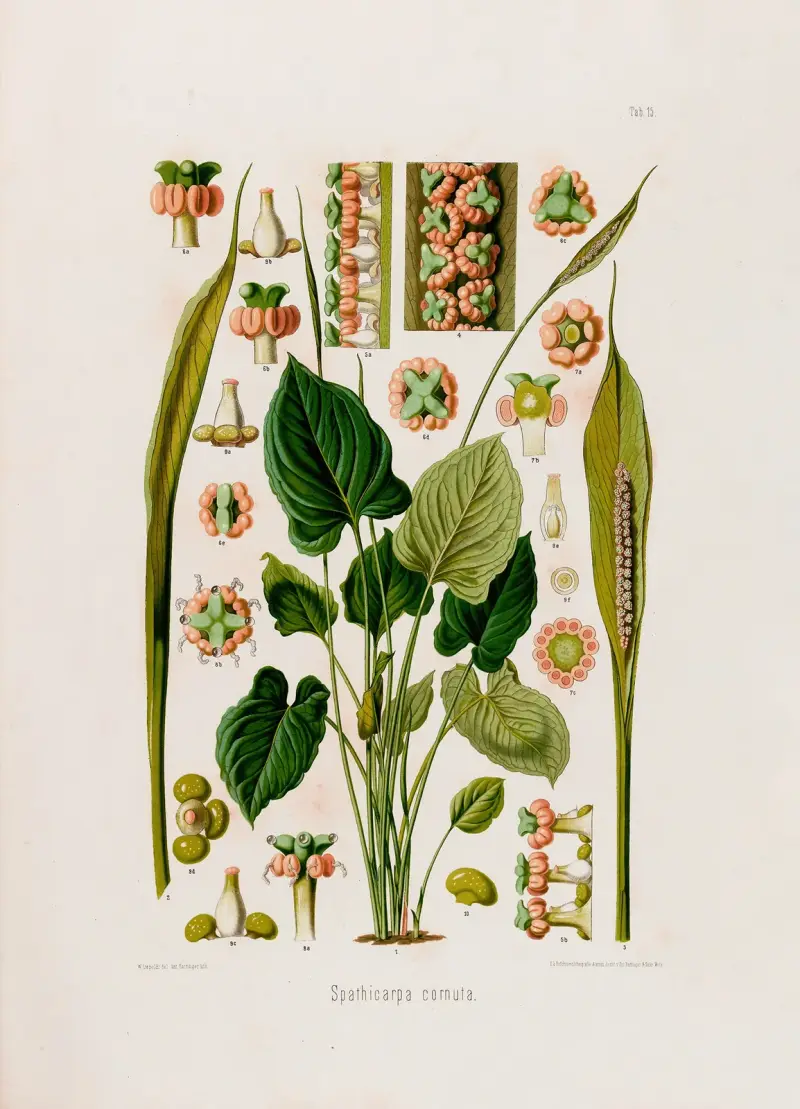 Aroideae Maximilianae Tafel 15 von Heinrich Wilhelm Schott